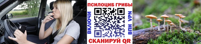 Купить где  Зеленоградск  Галлюциногенные грибы GOLDEN TEACHER 